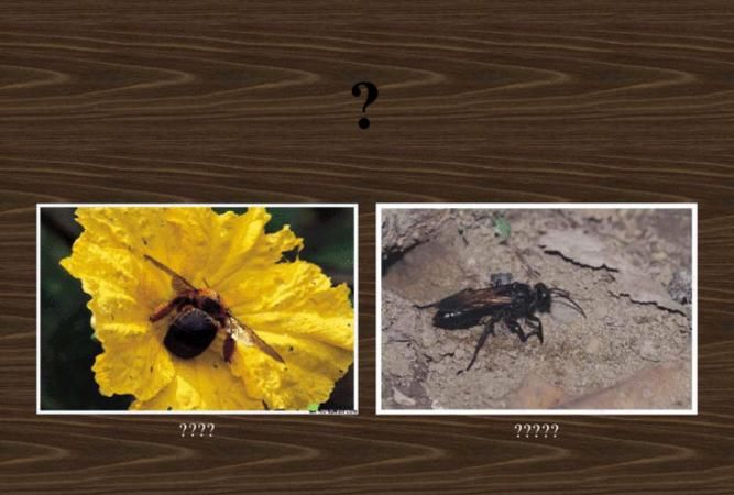 昆虫翻译器
,请用英文介绍几种“Insect昆虫”图1