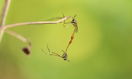 昆虫翻译器
,请用英文介绍几种“Insect昆虫”图4