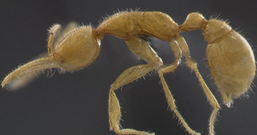 中国十大海洋生物
,哪个是相对更古老的海洋生物图4