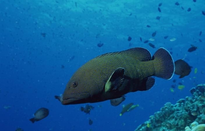 中国十大海洋生物
,哪个是相对更古老的海洋生物图6