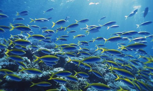 中国十大海洋生物
,哪个是相对更古老的海洋生物图8