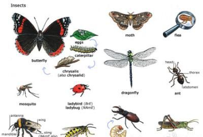有哪些昆虫用英语怎么说
,昆虫用英语怎么读图2