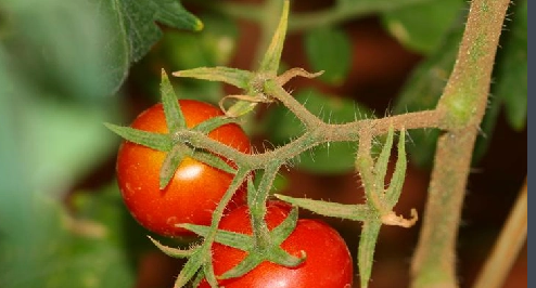 tomato怎么用
,西红柿用英语怎么读图3