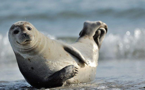 8种常见海洋生物门类名称
,海洋生物有哪些图片和名称图3