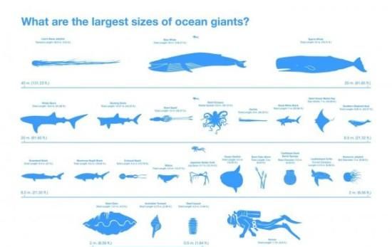 8种常见海洋生物门类名称
,海洋生物有哪些图片和名称图4