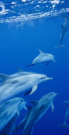 介绍海洋及海洋生物
,有关于海洋生物的资料图4