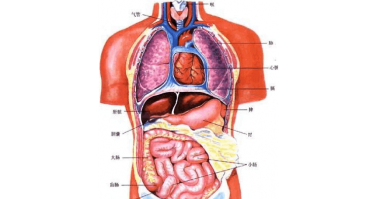 五脏分别用英语怎么说
,以身体部位组成的英语短语图4