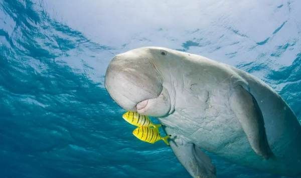 00种海洋生物名称
,海洋生物有哪些图片和名称图1