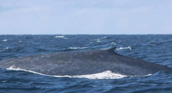 00种海洋生物名称
,海洋生物有哪些图片和名称图2