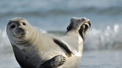 00种海洋生物名称
,海洋生物有哪些图片和名称图4