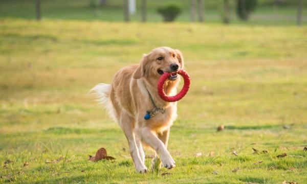 ZoomDogThen
,训练日里面的音乐图2