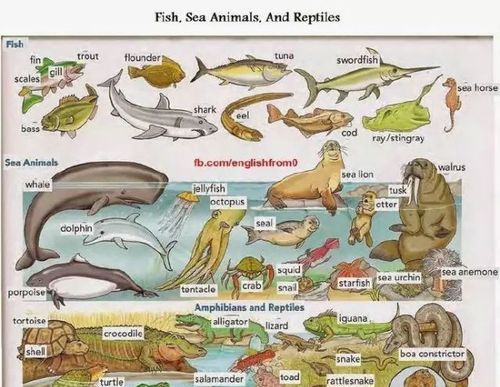 什么海洋生物像英文字母y
,海洋生物 的 英文图4