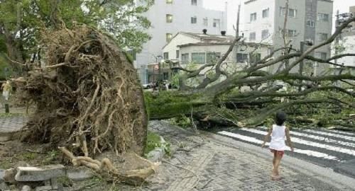 typhoon为什么叫台风
,台风为什么叫台风?图4