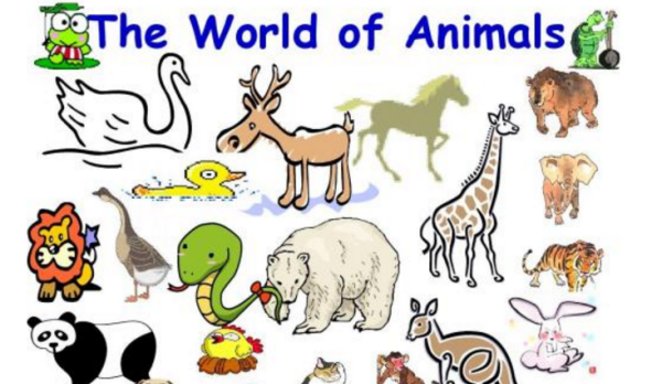 动物类英语单词视频
,各种动物的英语单词怎么读图1