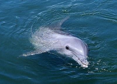 十大最美海洋生物
,海底世界很美改为感叹句图2