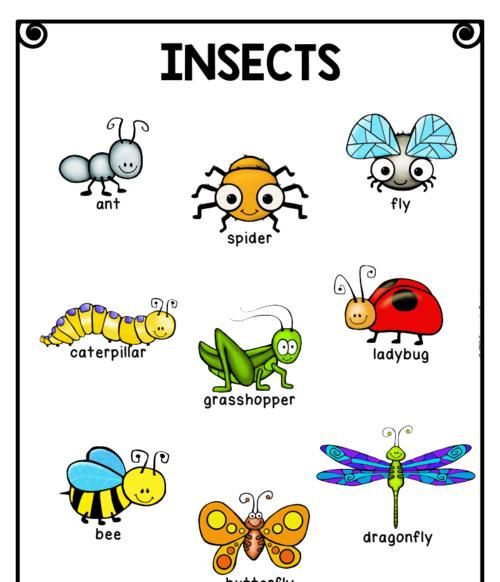 各种昆虫的英文
,昆虫类的英语单词有哪些图4