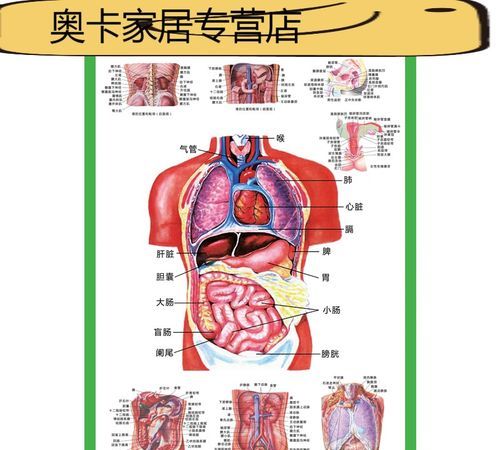 人体内脏的英语单词
,各种人体部位的英文单词大全图3