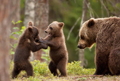 brownbear教案英文版
,新手爸妈怎么给宝宝进行英文早教启蒙教育图4