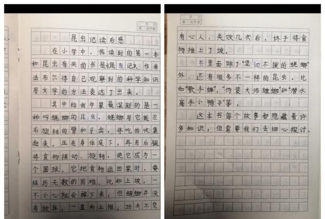 介绍一种昆虫50字
,介绍一种昆虫200字左右图3