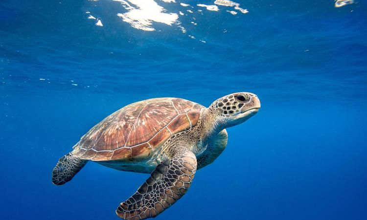 常见海洋生物有哪些
,海洋生物有哪些图1