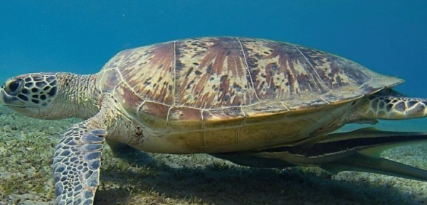 常见海洋生物有哪些
,海洋生物有哪些图2