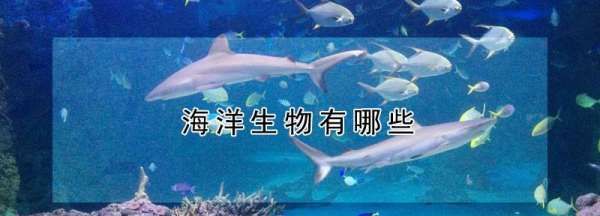 常见海洋生物有哪些
,海洋生物有哪些图7