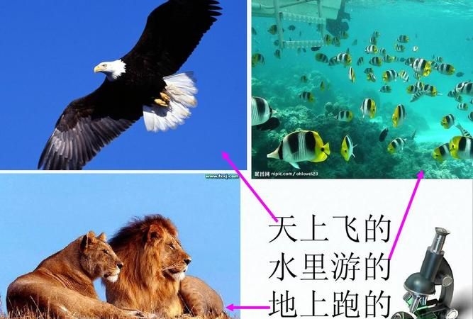 天上飞的动物全部英语
,会飞的动物英语单词图2