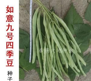 四季豆英语怎么记
,英语豆豆怎么说图1