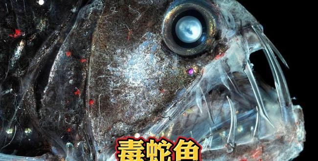 十大最危险的海洋生物
,石头鱼为什么有毒刺图3