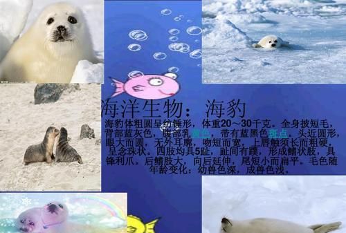 海洋生物的英文名
,保护海洋动物用英语怎么说图1