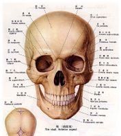 颅骨前面观专用英语单词
,关于人身体部位的单词复数图2