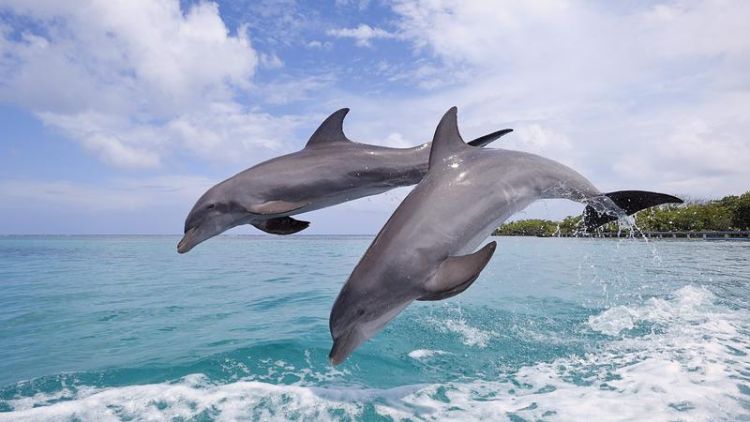 中国海洋生物图集
,海南有哪些常见的海洋生物图片图1