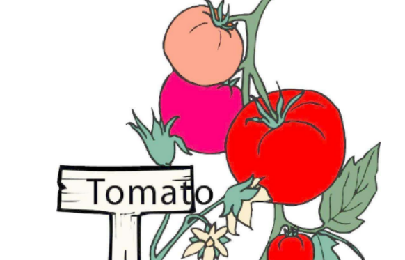 tomato例句
,番茄英语怎么读图2