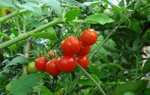 tomato什么意思
,tomato是什么意思怎么用图4