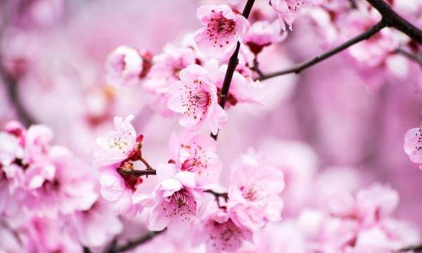 十二月花神诗文
,水仙花的科普知识图3