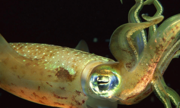 各种海洋生物介绍
,海底动物有哪些呢图2