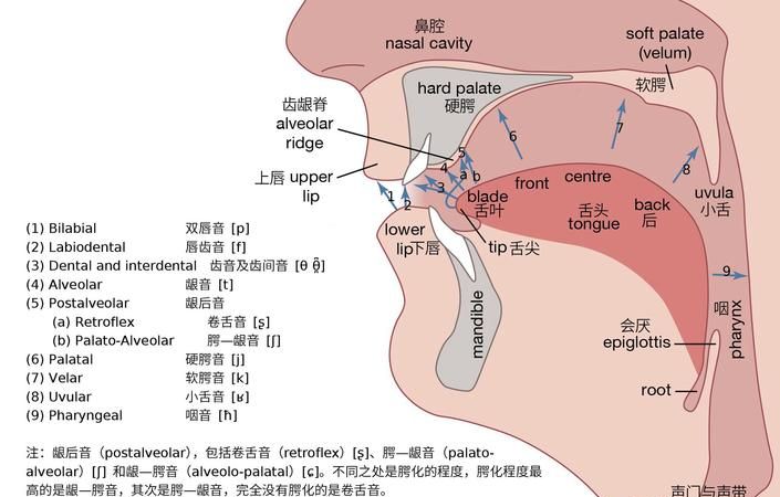 汉语普通话有哪些舌面元音请用舌位图标示出来