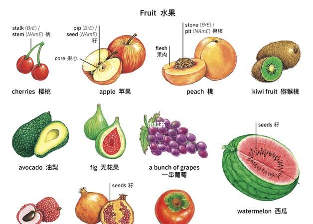 各种水果的英文