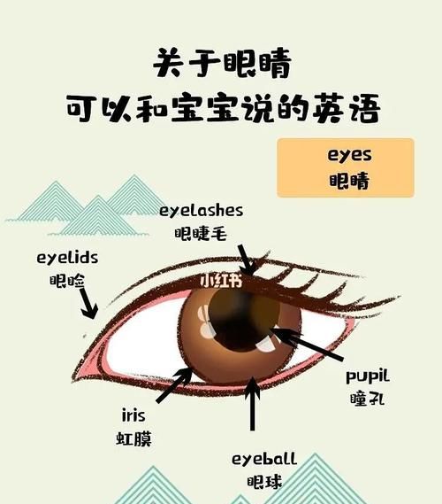 眼睛用英语怎么说