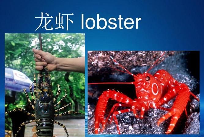 海洋生物英文怎么说如何拼写的