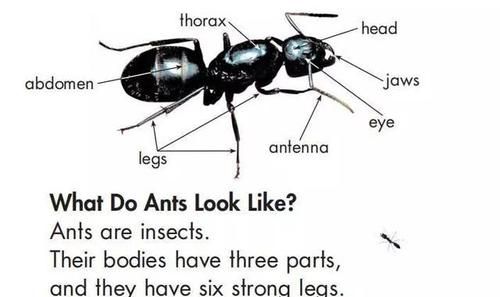 昆虫的英语昆虫的英语