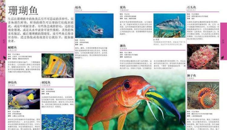 海洋里有什么生物名称