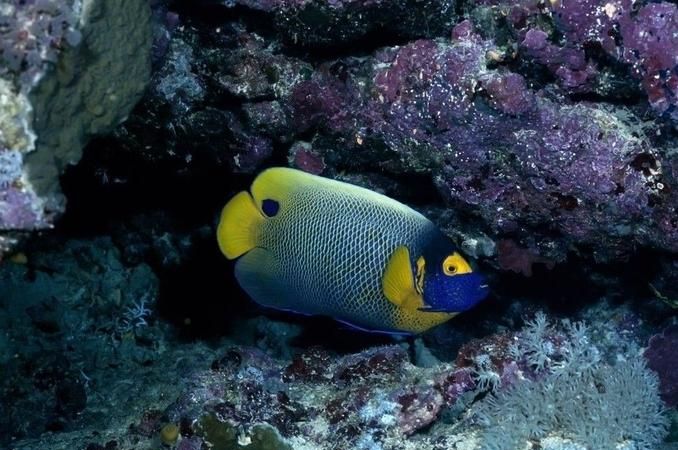 海洋生物十大可爱生物简笔画