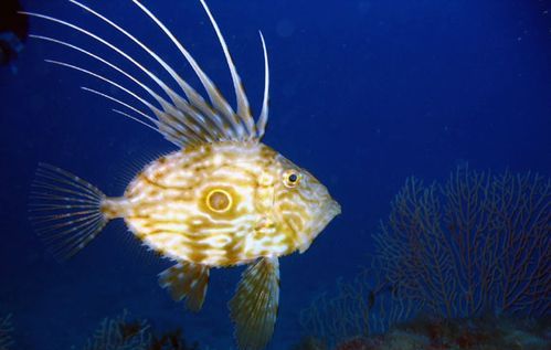 贝加尔湖有哪些海洋生物