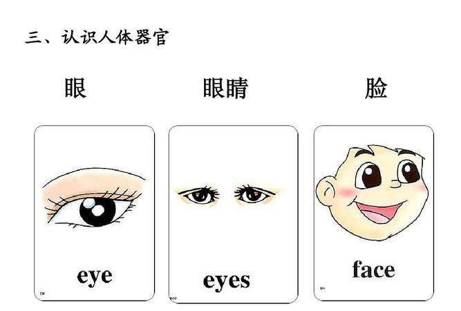 用英语介绍脸部器官