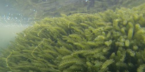 海洋里的植物名称及生存本领