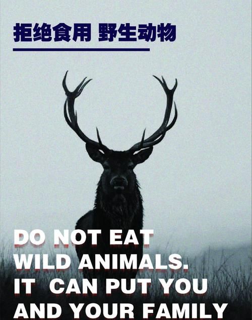 关于保护动物的英语海报内容